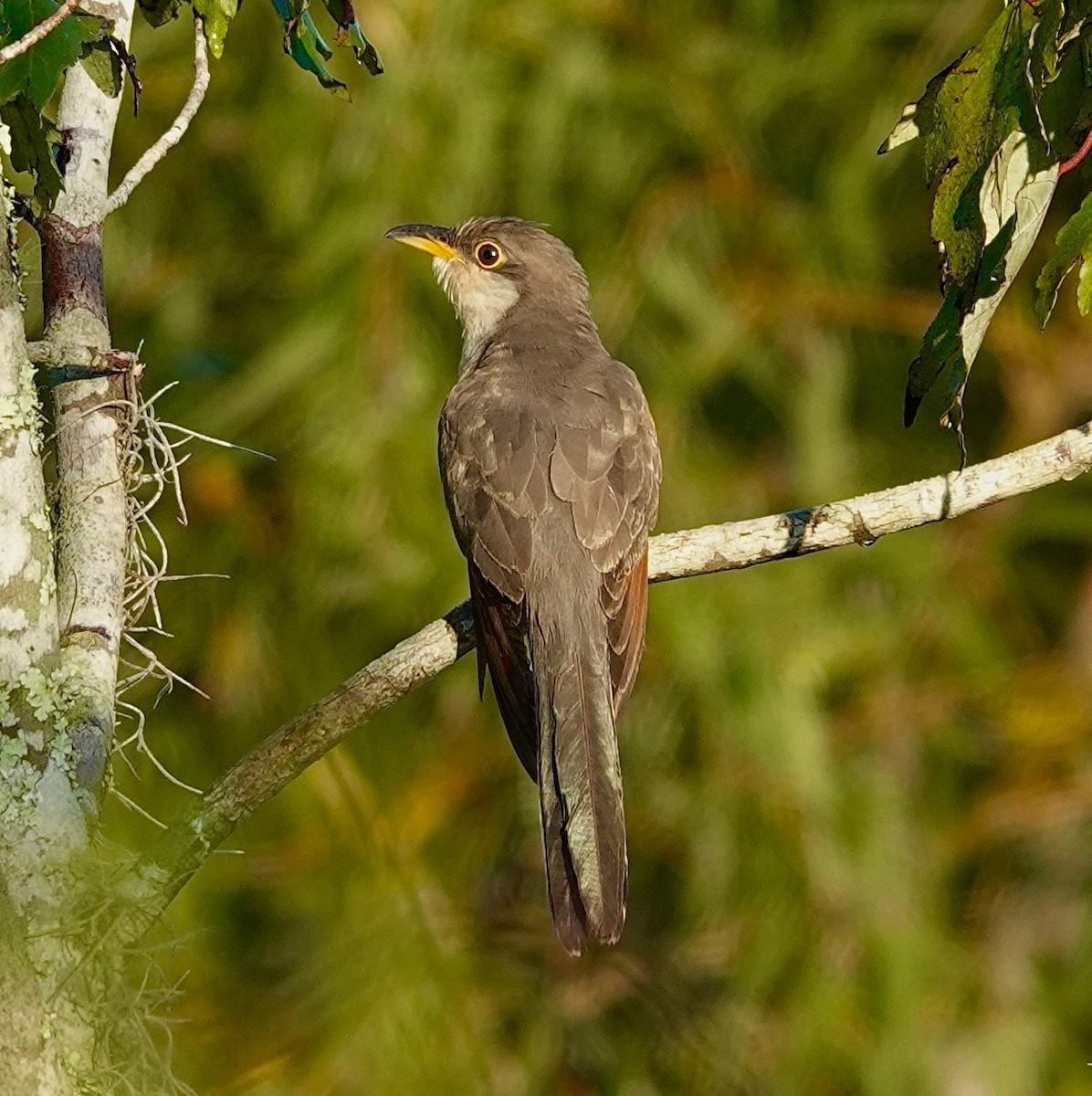 Cuclillo Piquigualdo - ML624136754