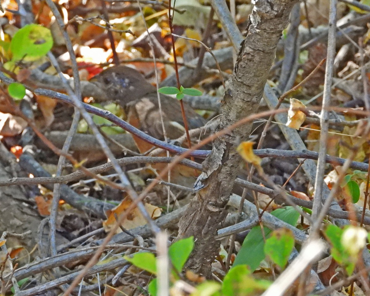 Eastern Towhee - ML624136775