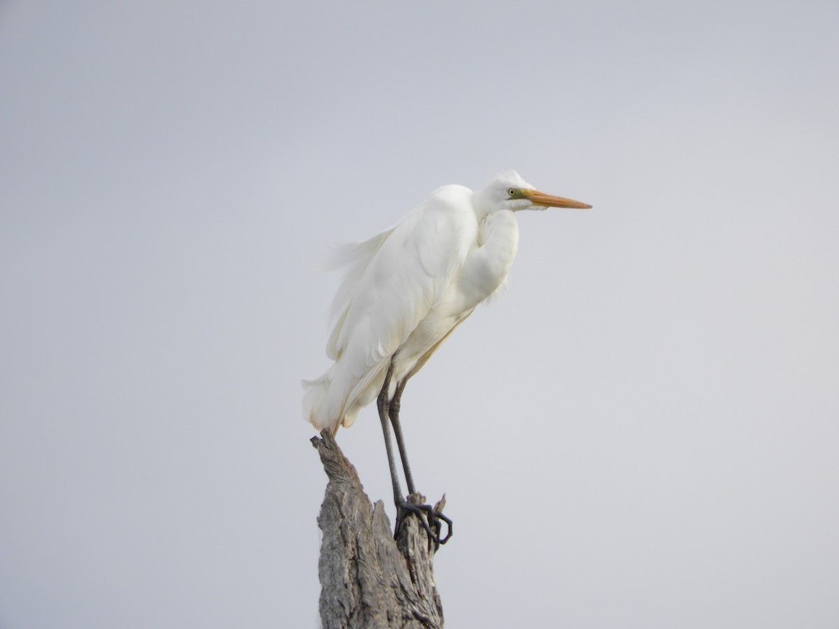 Plumed Egret - ML624136784