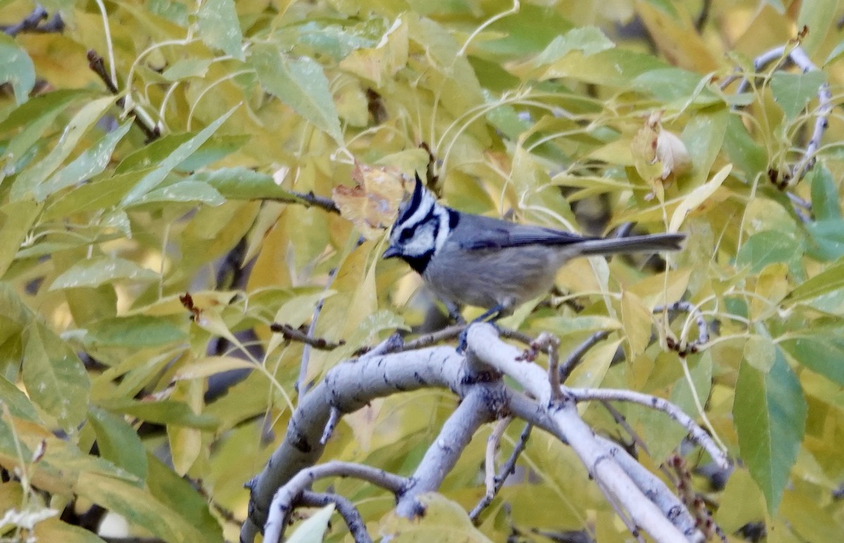 Bridled Titmouse - ML624136793