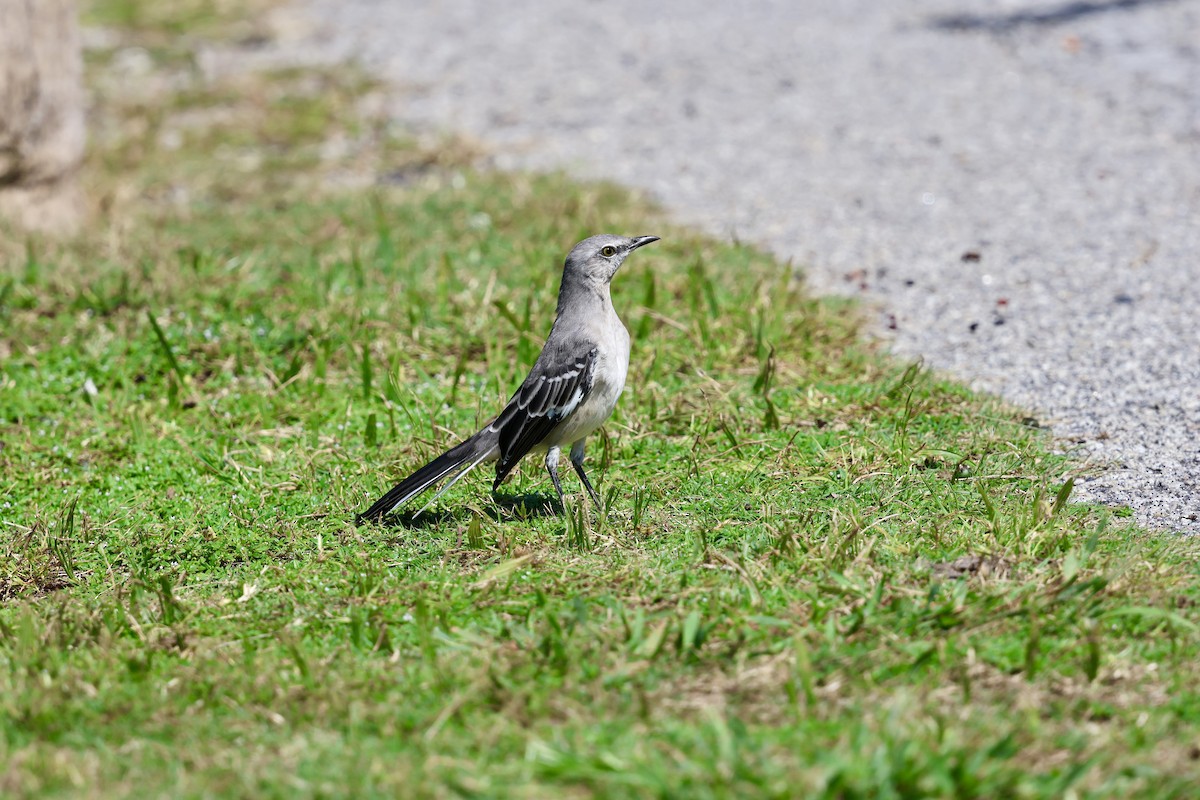 Northern Mockingbird - ML624136809