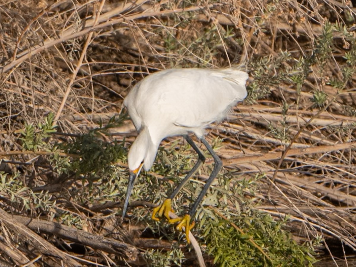 Snowy Egret - ML624136839