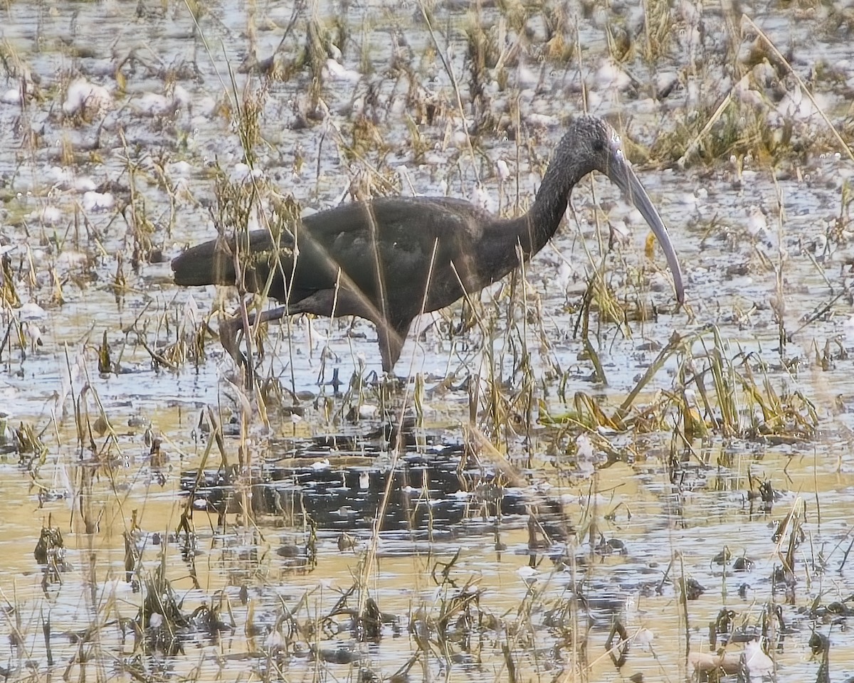 White-faced Ibis - ML624136845