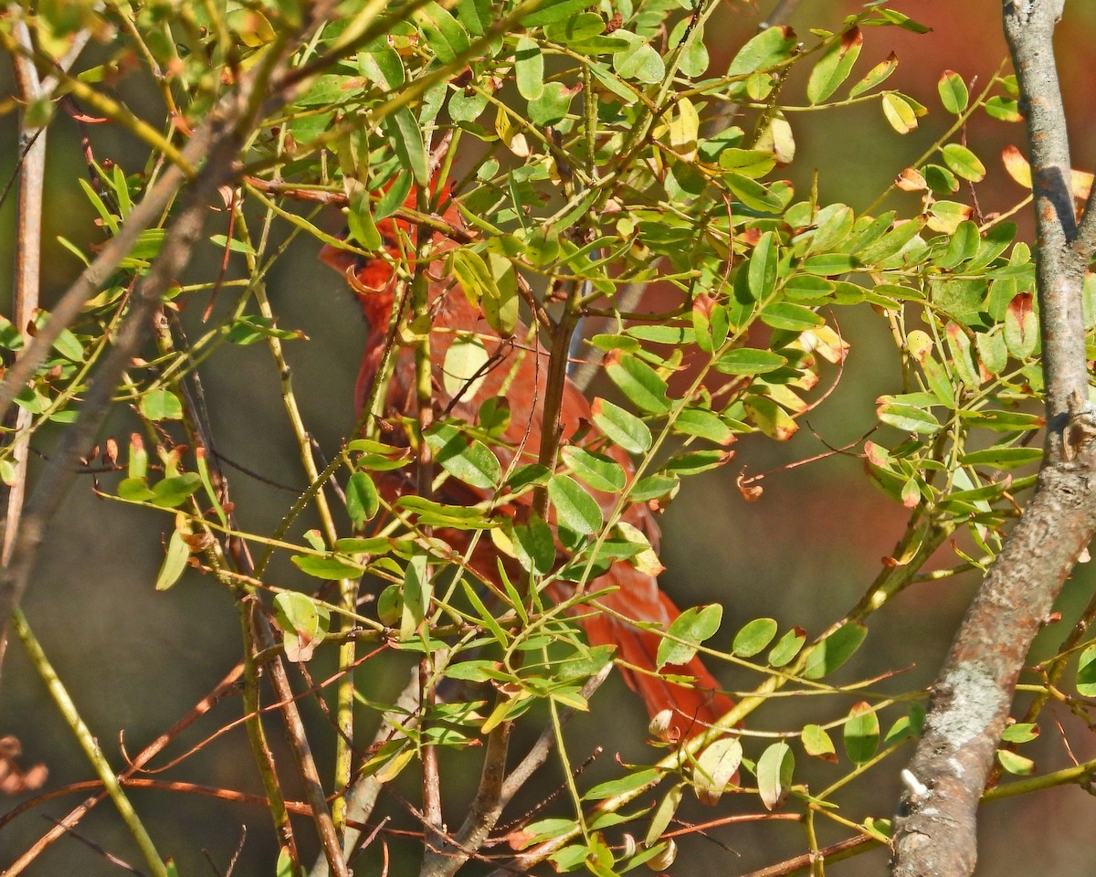 Northern Cardinal - ML624136855