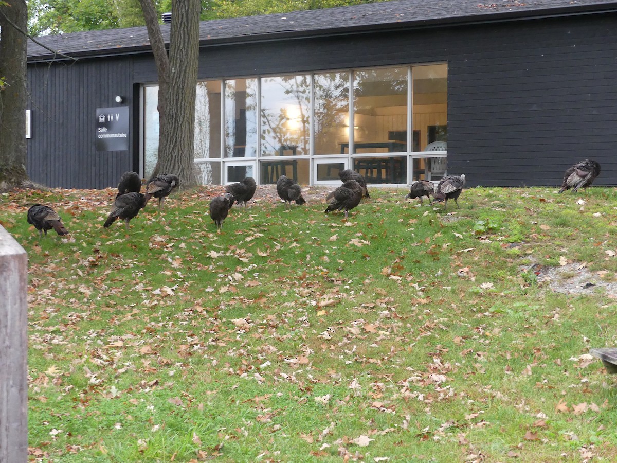 Wild Turkey - claudine lafrance cohl