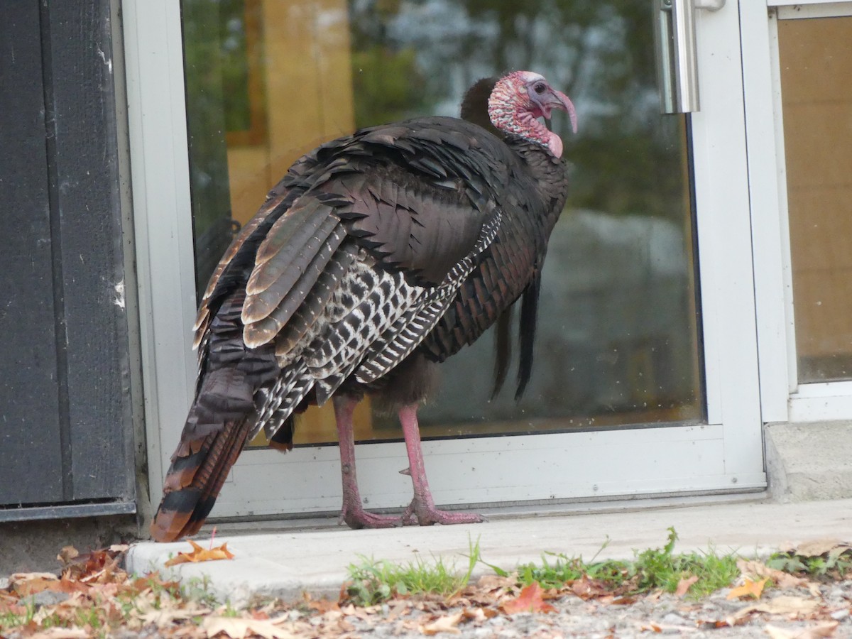 Wild Turkey - ML624136872