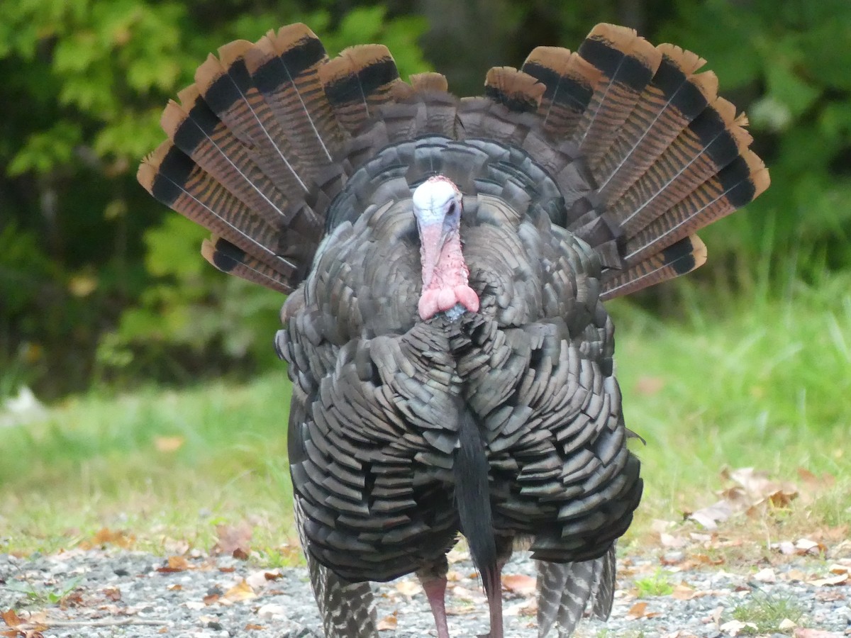 Wild Turkey - ML624136873