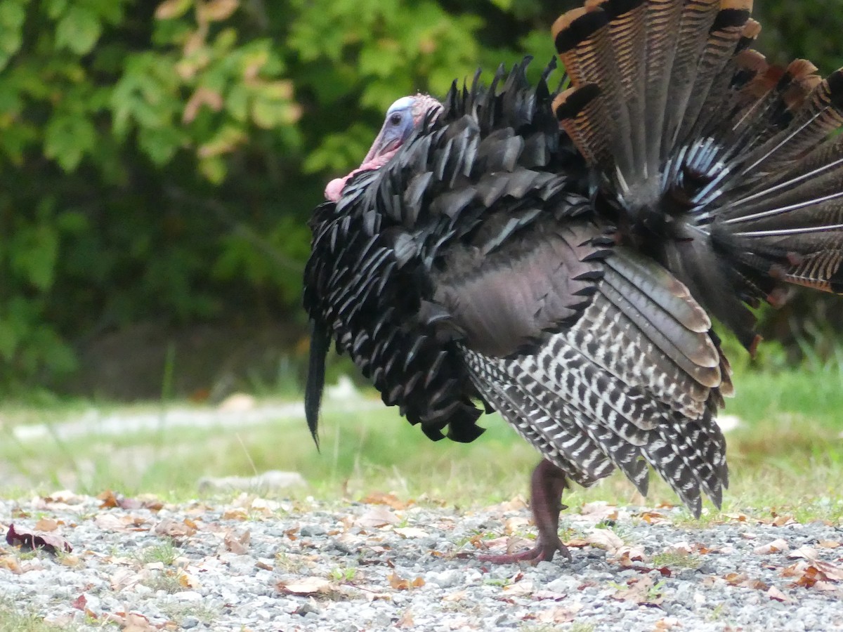 Wild Turkey - ML624136874