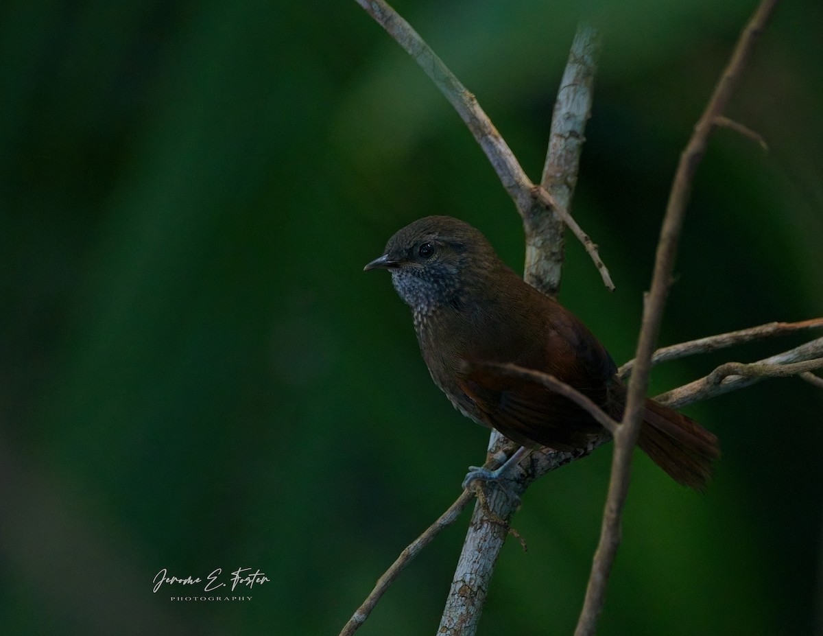 Stripe-breasted Spinetail - ML624136891