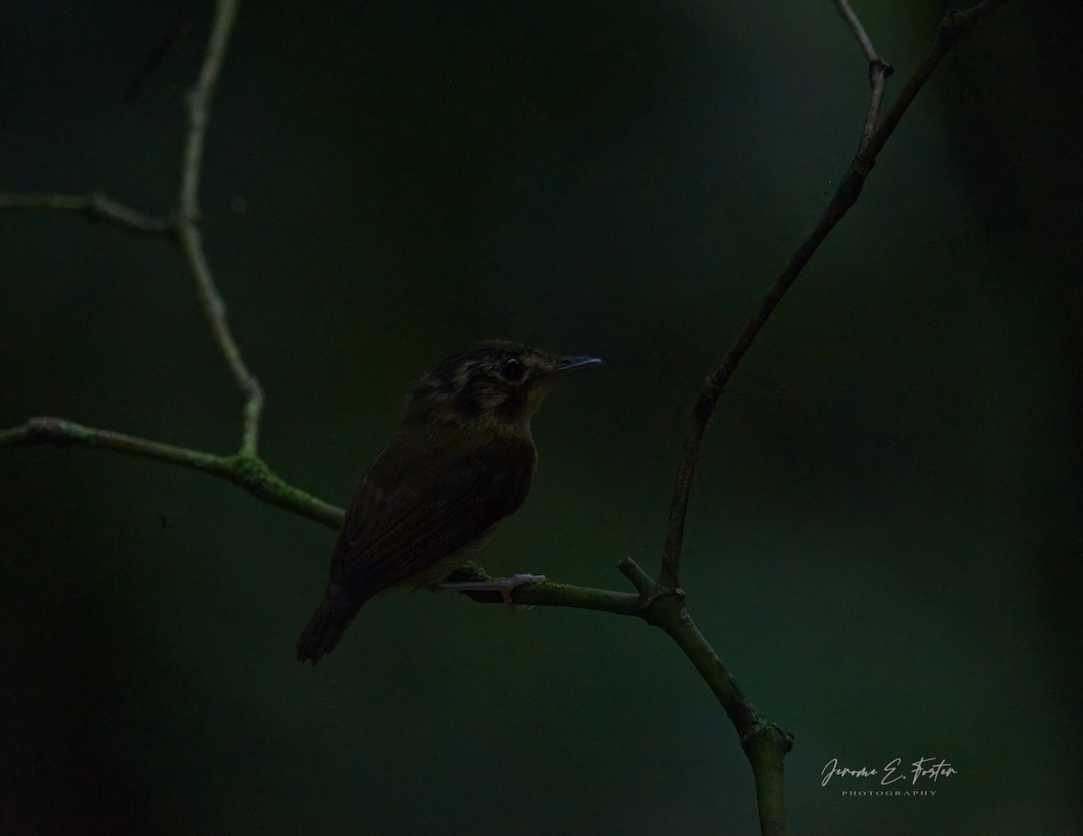 White-throated Spadebill - ML624136903