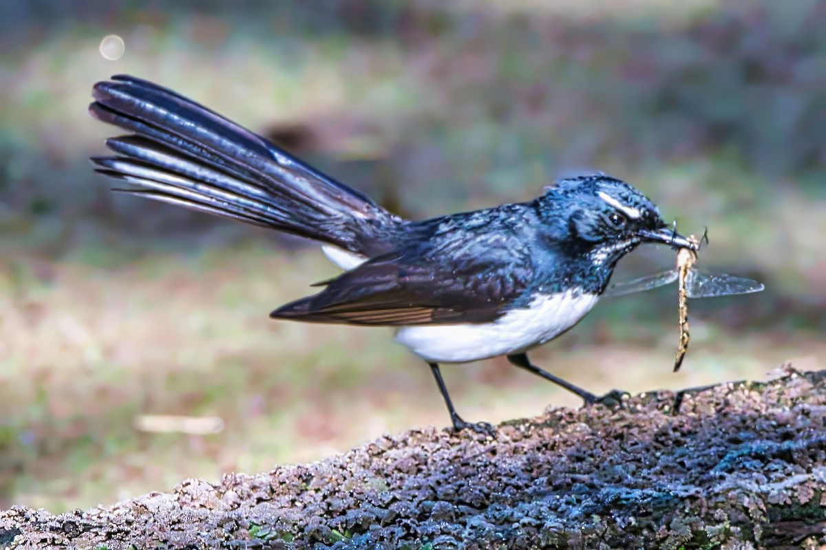 Willie-wagtail - ML624136916