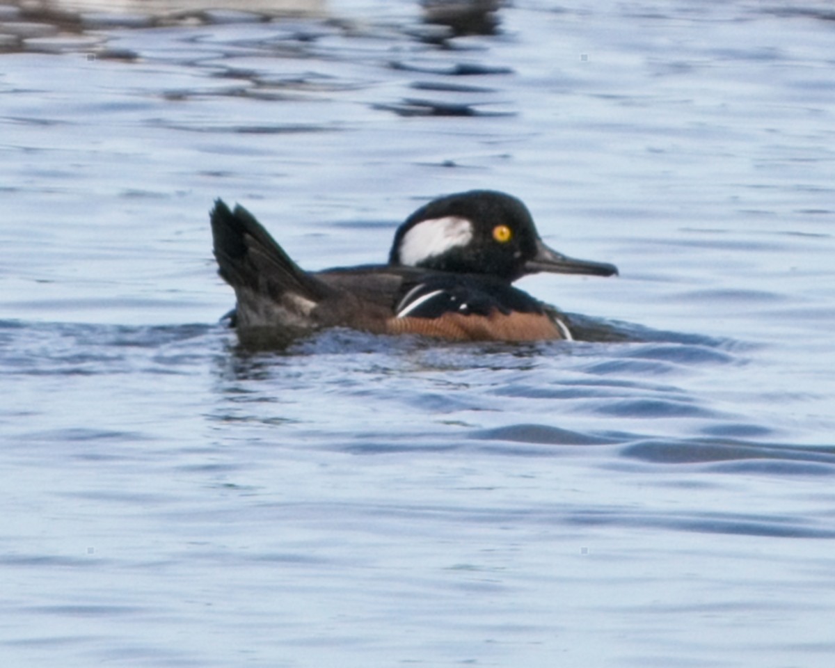 Hooded Merganser - ML624136933