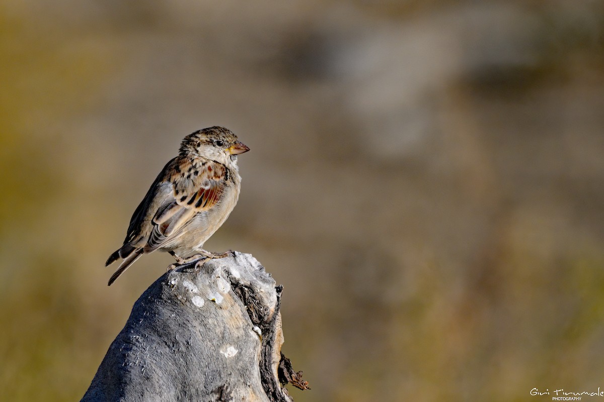 Moineau domestique - ML624136970