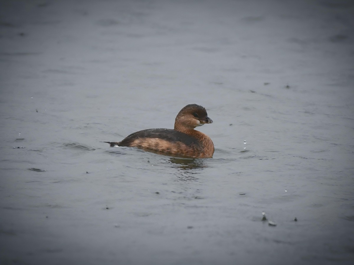 Pied-billed Grebe - ML624136971