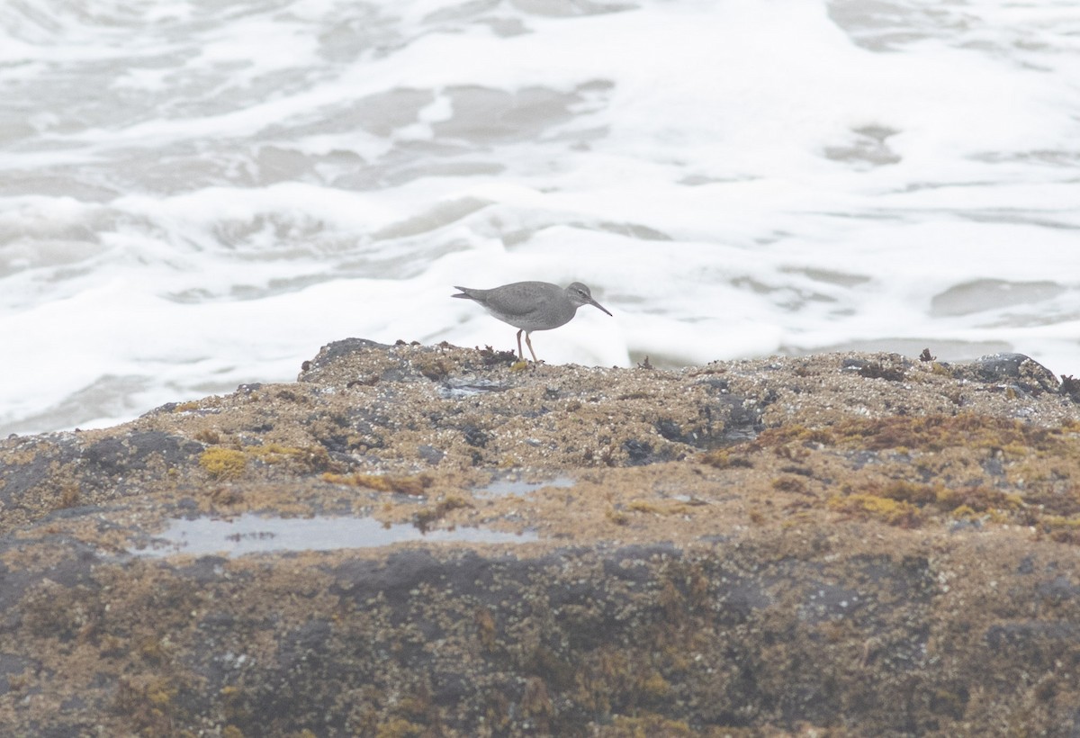 Wandering Tattler - ML624136973