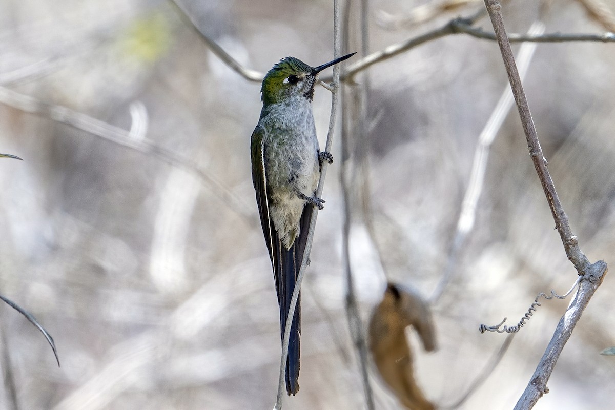 Gray-bellied Comet - ML624136995