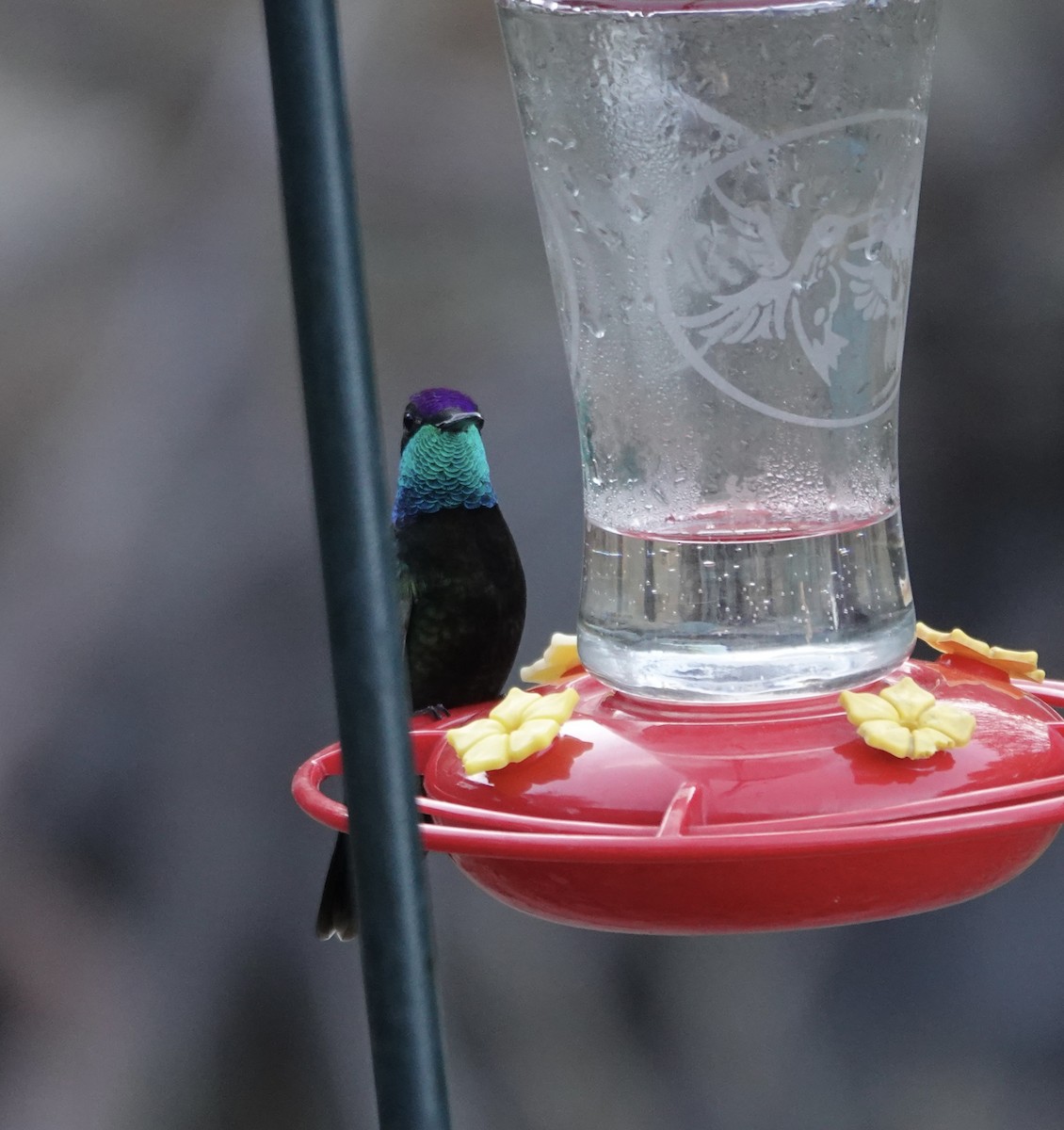 Rivoli's Hummingbird - ML624137010