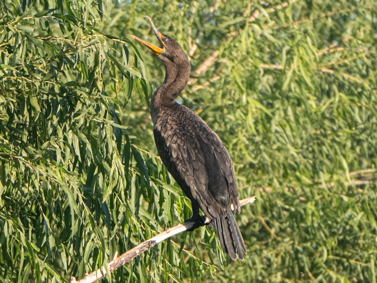 Double-crested Cormorant - ML624137042