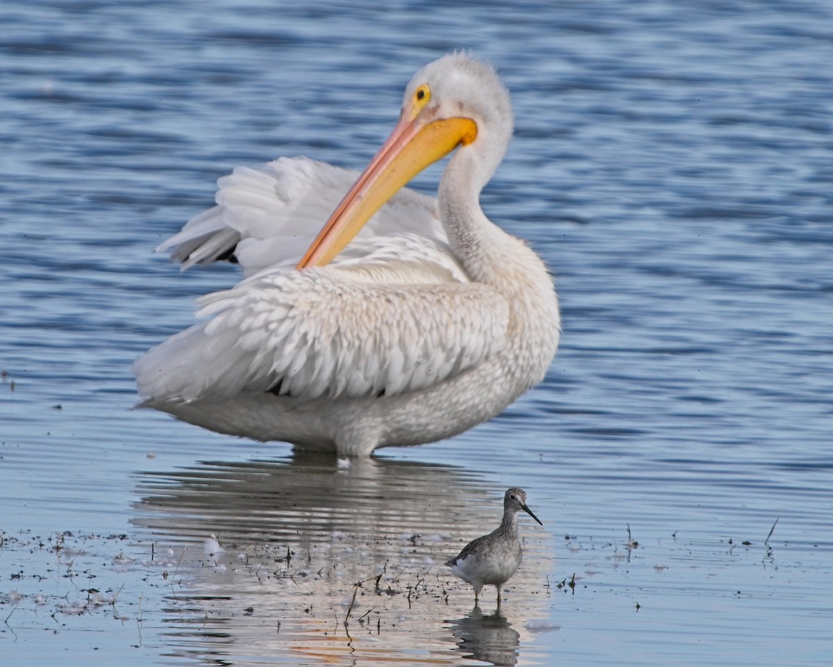 American White Pelican - ML624137045