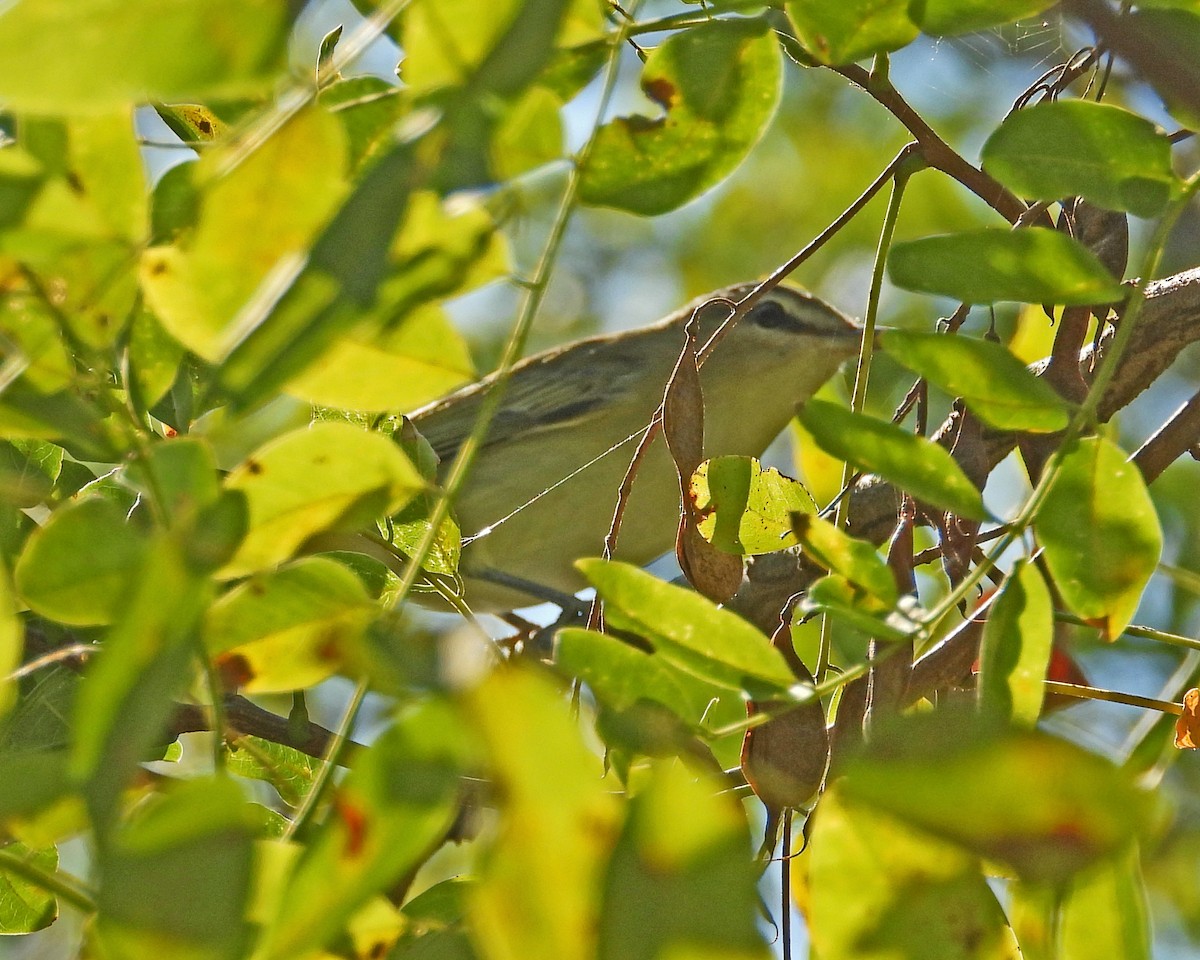 Red-eyed Vireo - ML624137050