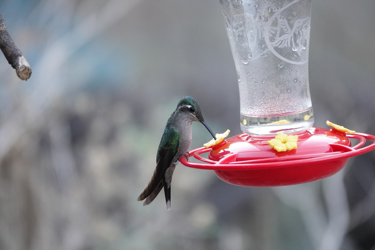 Rivoli's Hummingbird - ML624137083