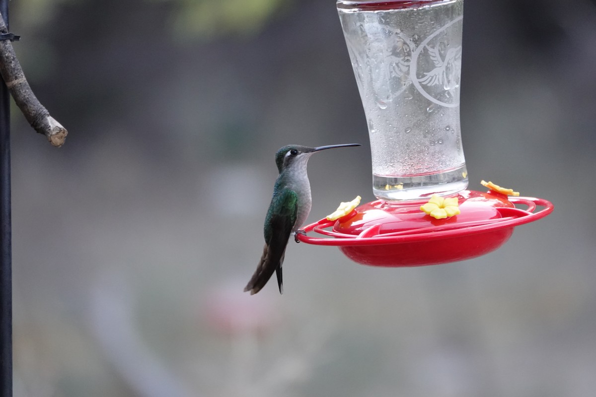 Rivoli's Hummingbird - Susan Hartley