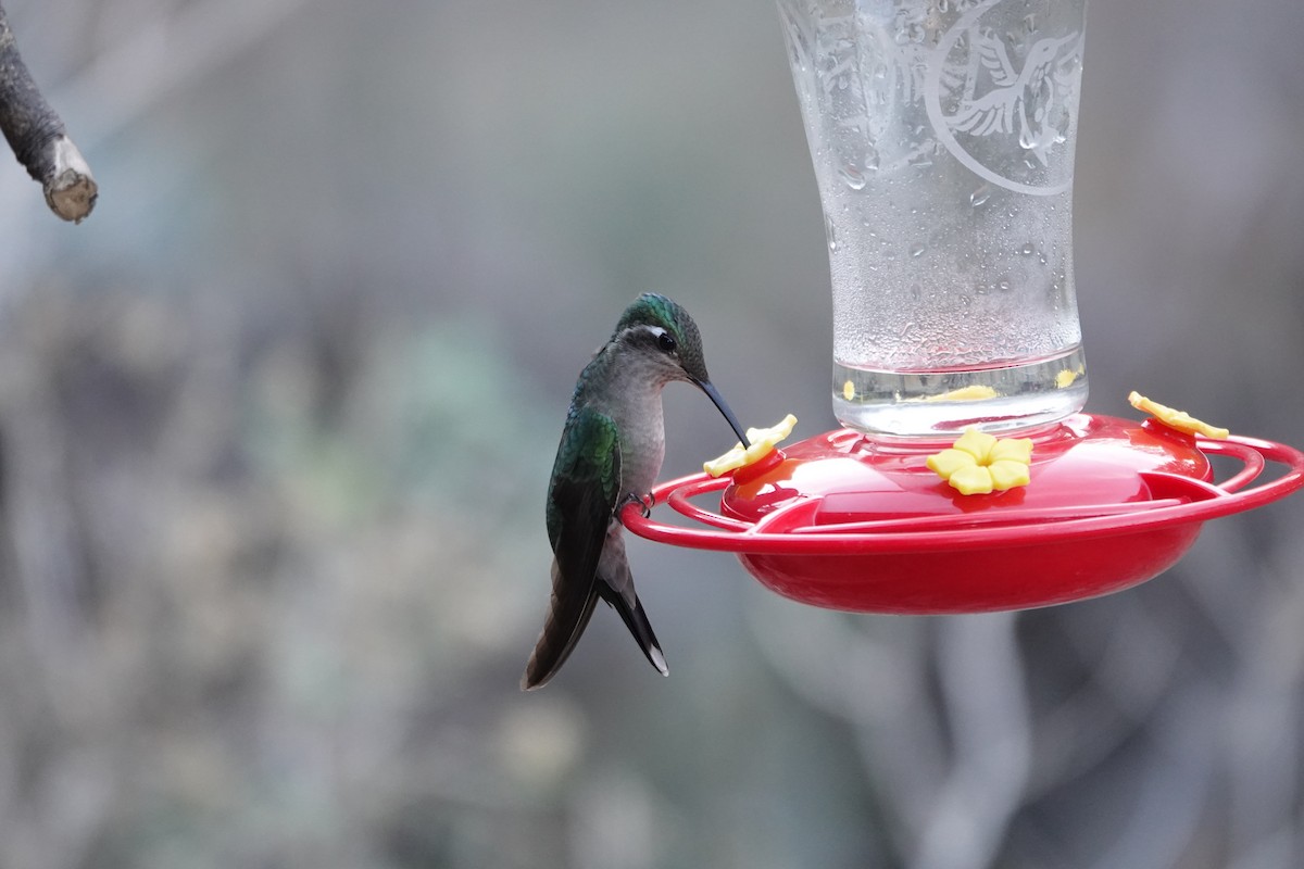 Rivoli's Hummingbird - ML624137085