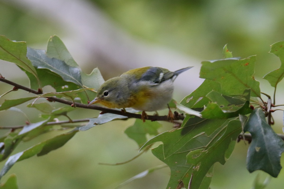 Northern Parula - ML624137090