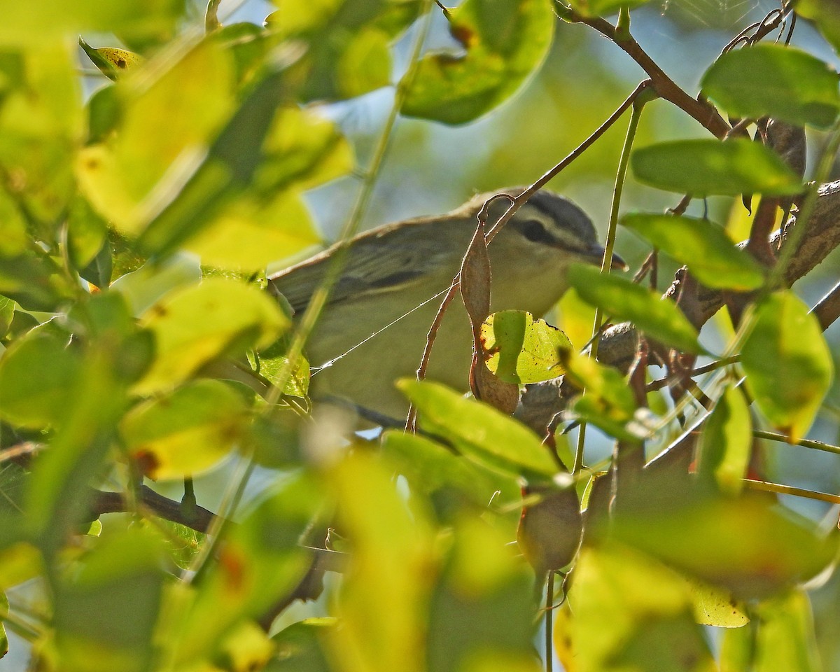 Red-eyed Vireo - ML624137102