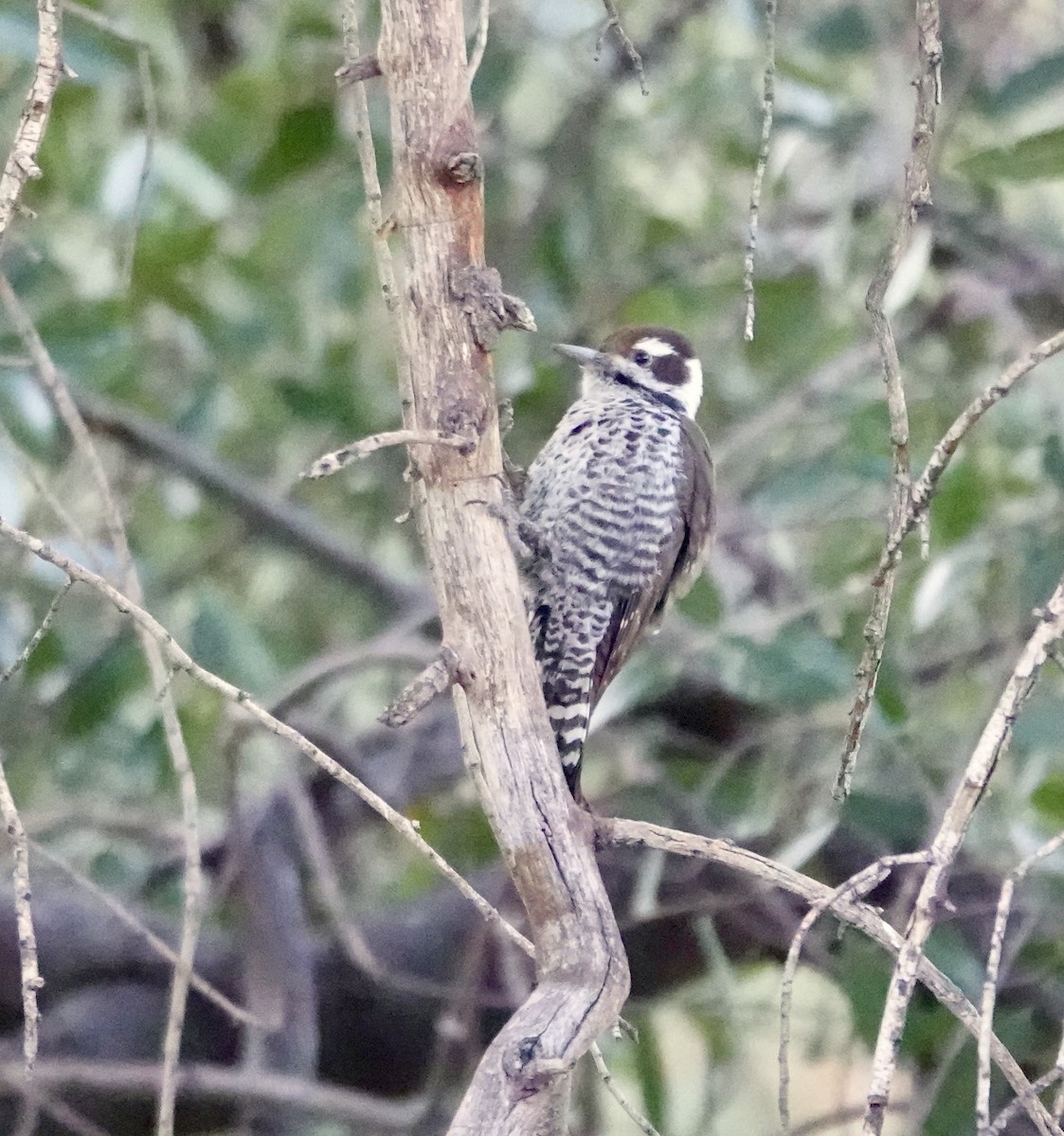 Arizona Woodpecker - ML624137147