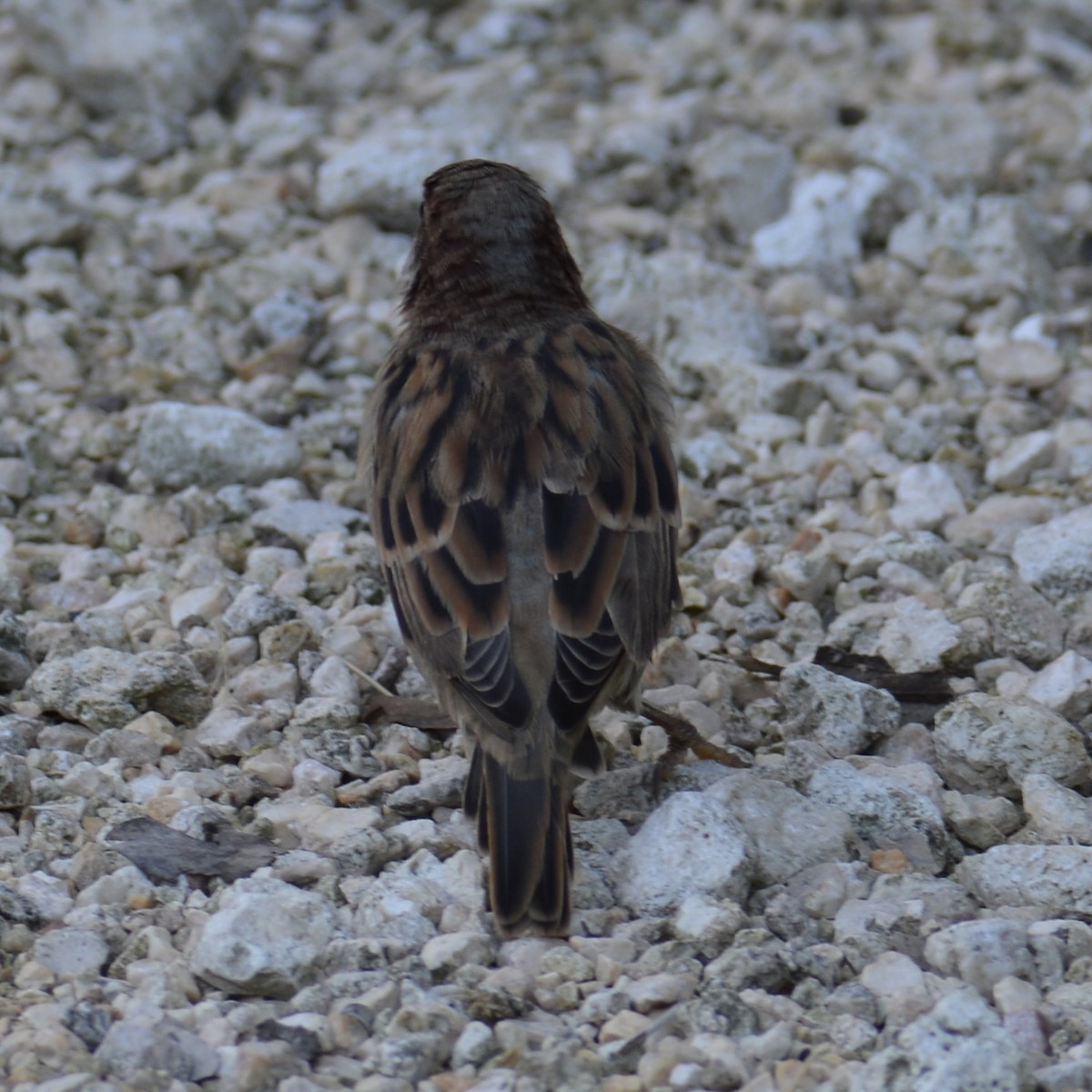 Moineau domestique - ML624137167