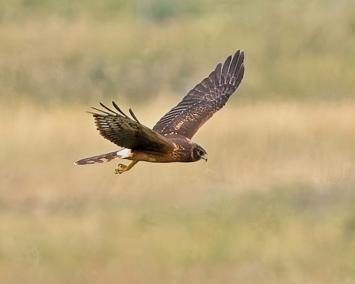 Northern Harrier - ML624137168