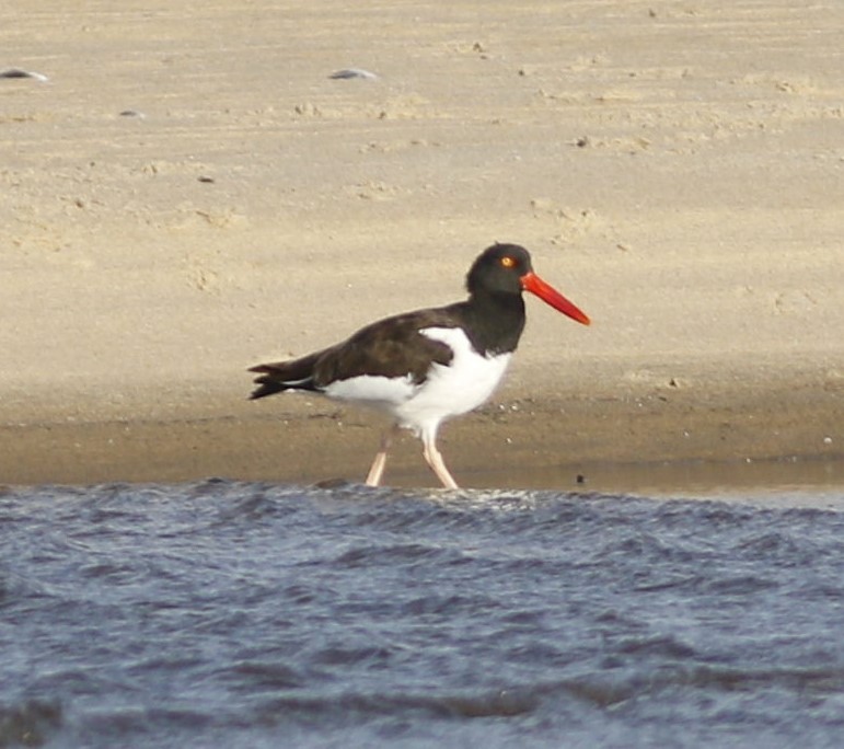 Американский кулик-сорока - ML624137197