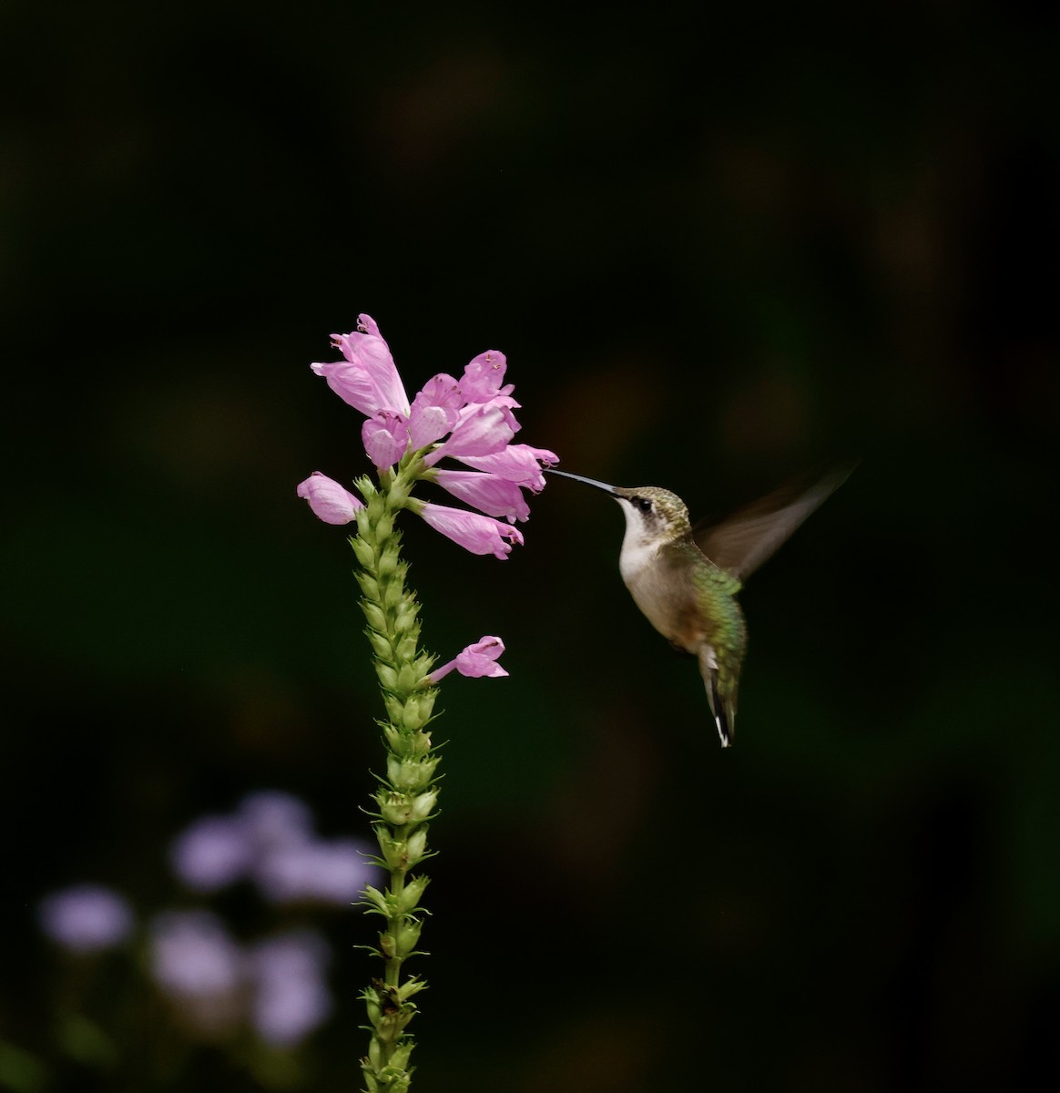 Ruby-throated Hummingbird - ML624137198