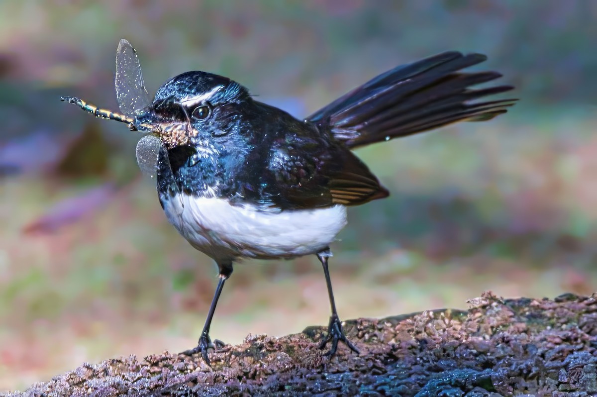 Willie-wagtail - ML624137221