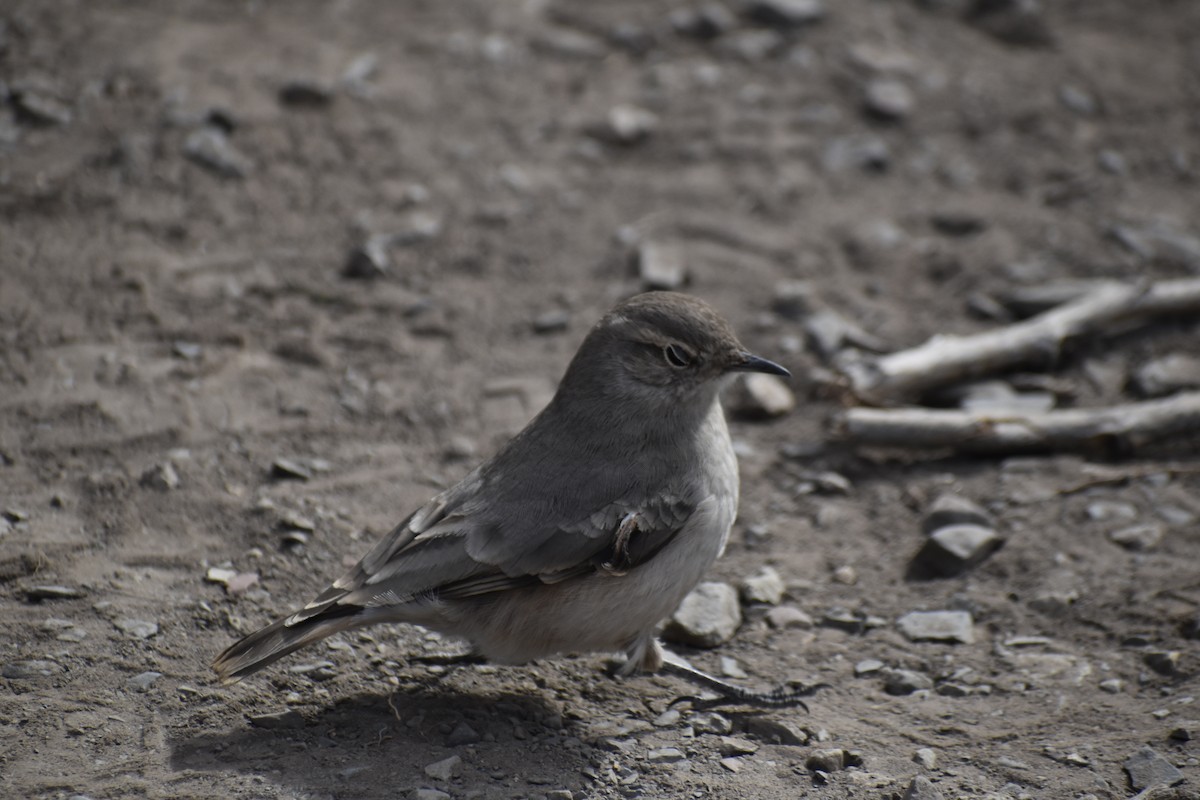 Rufous-banded Miner - ML624137276