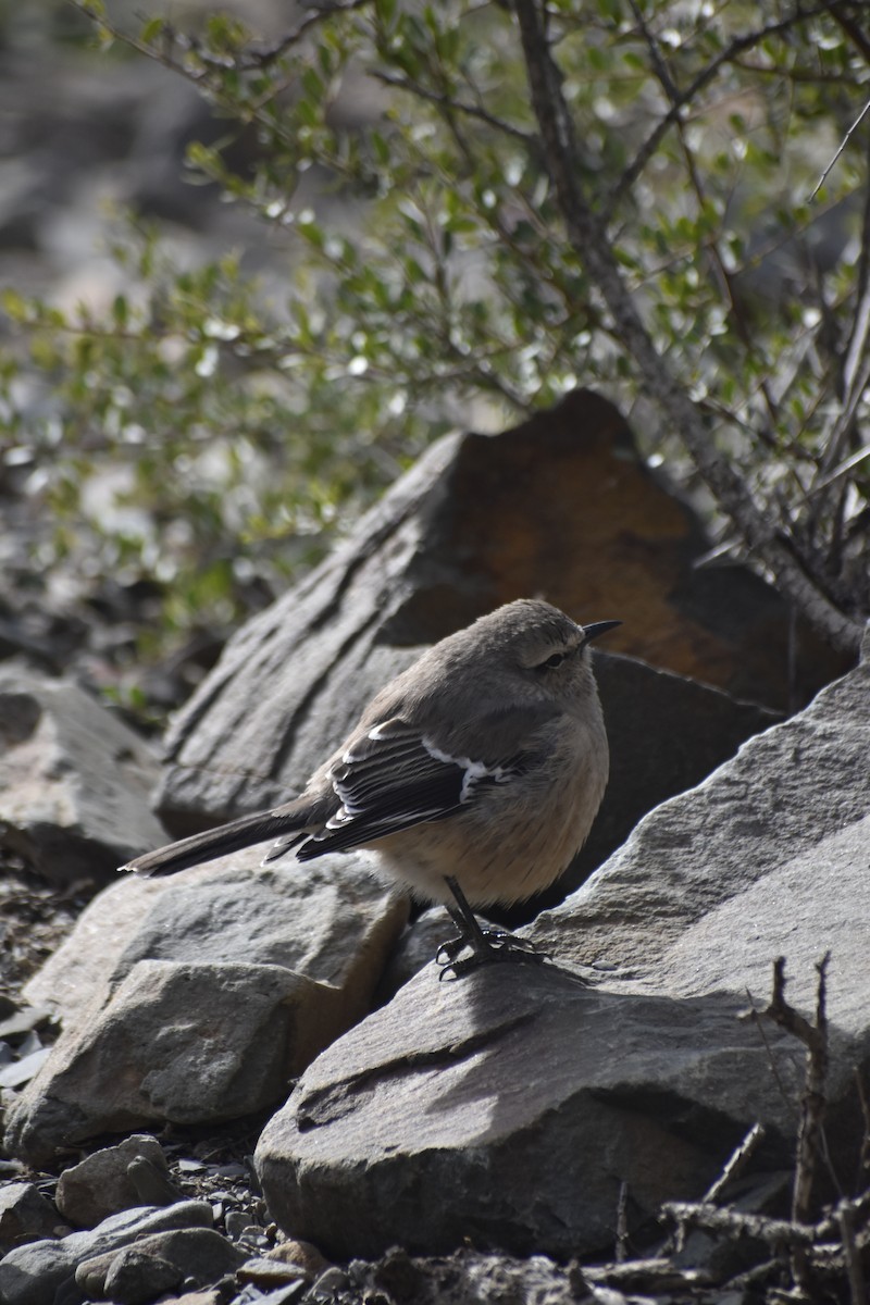 Chalk-browed Mockingbird - ML624137284