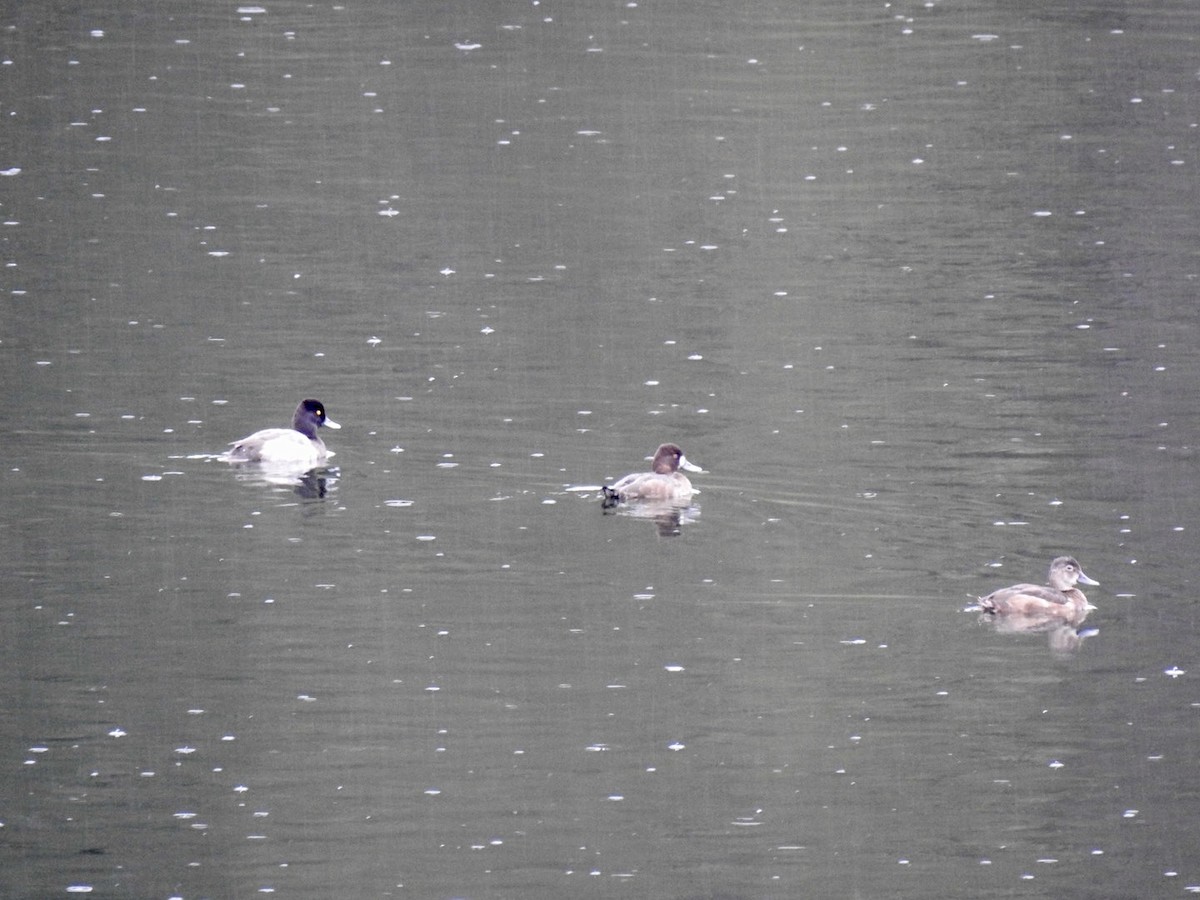 Lesser Scaup - ML624137295