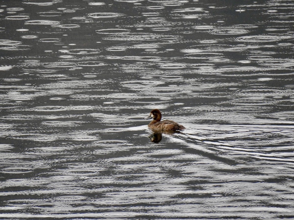 Lesser Scaup - ML624137296