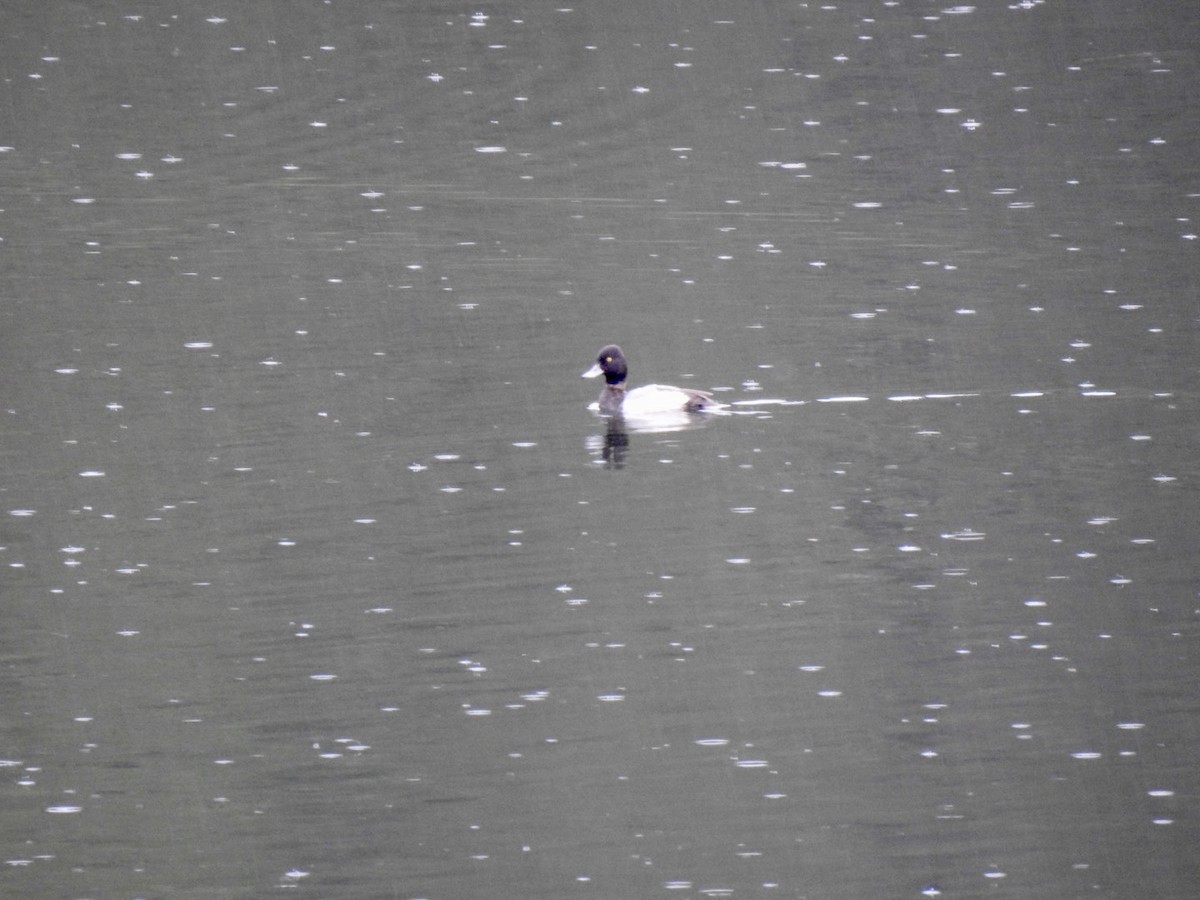 Lesser Scaup - ML624137297