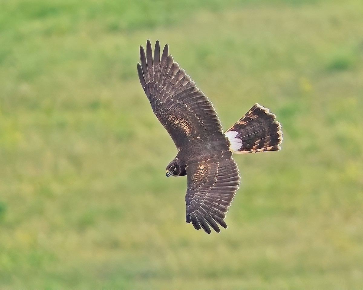 Northern Harrier - ML624137298