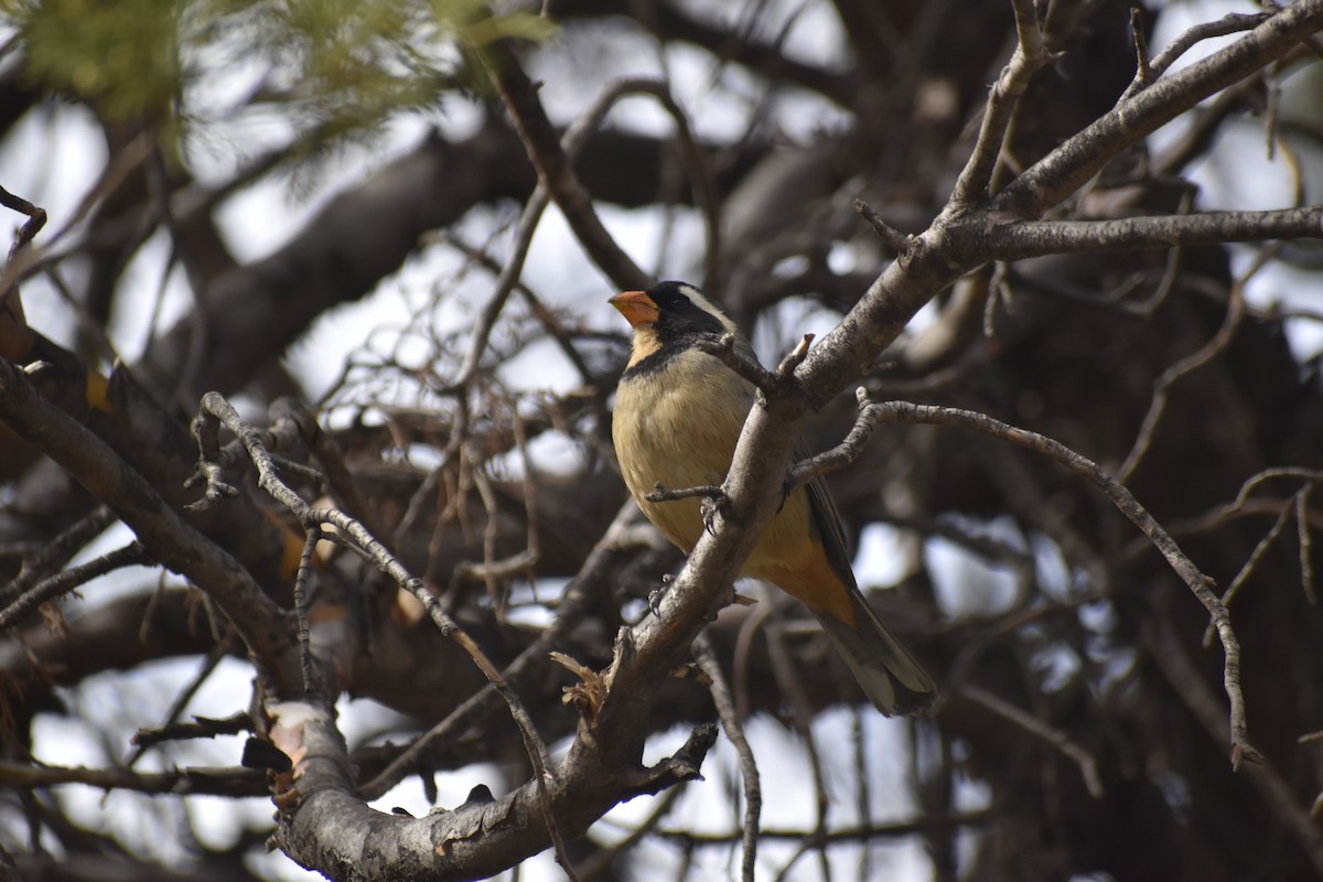 Golden-billed Saltator - ML624137307