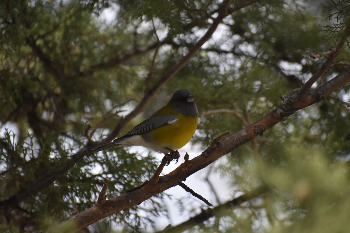 Gray-hooded Sierra Finch - Bautista Villanueva