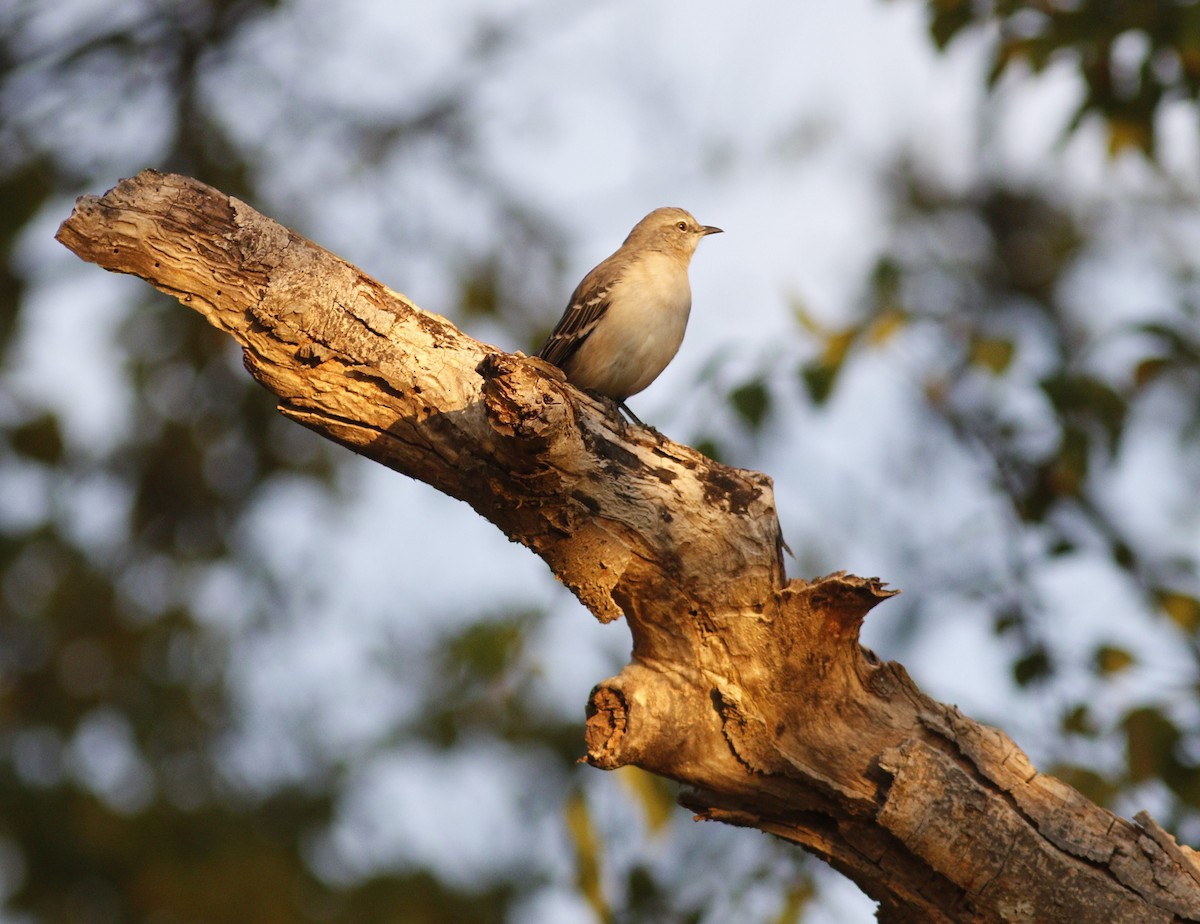 Northern Mockingbird - ML624137317