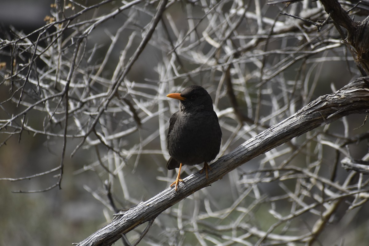 Chiguanco Thrush - ML624137320