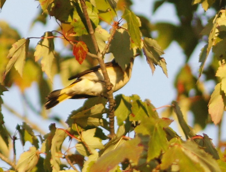 American Redstart - ML624137333