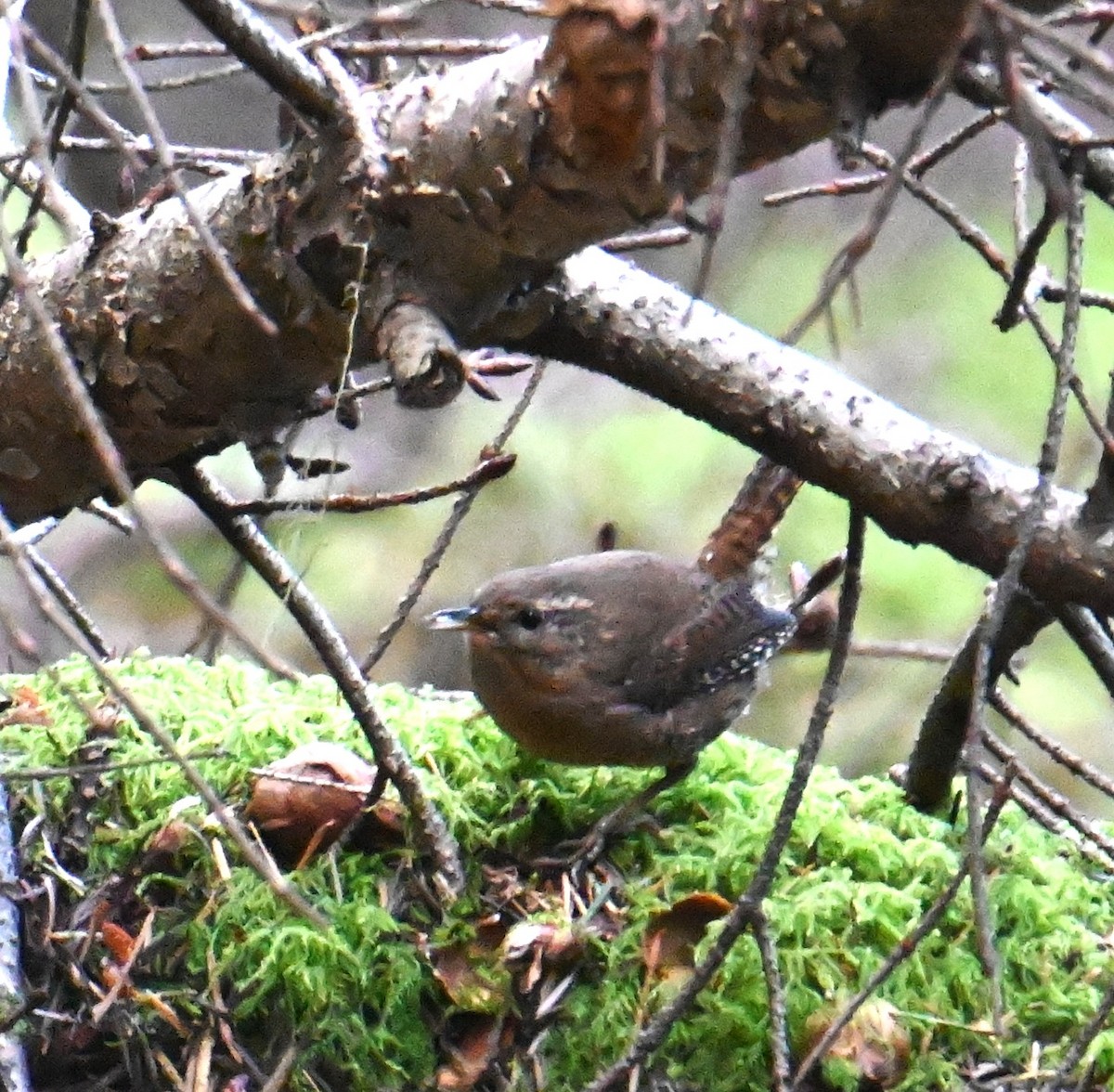 Pacific Wren - ML624137340