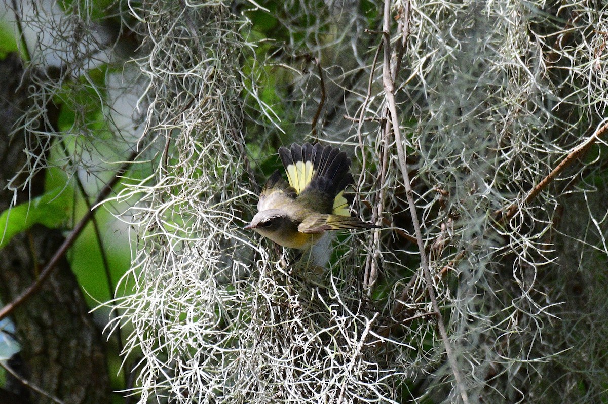 American Redstart - ML624137346