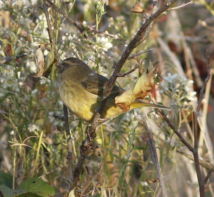 Palm Warbler - Alexander "Sasha" Keyel