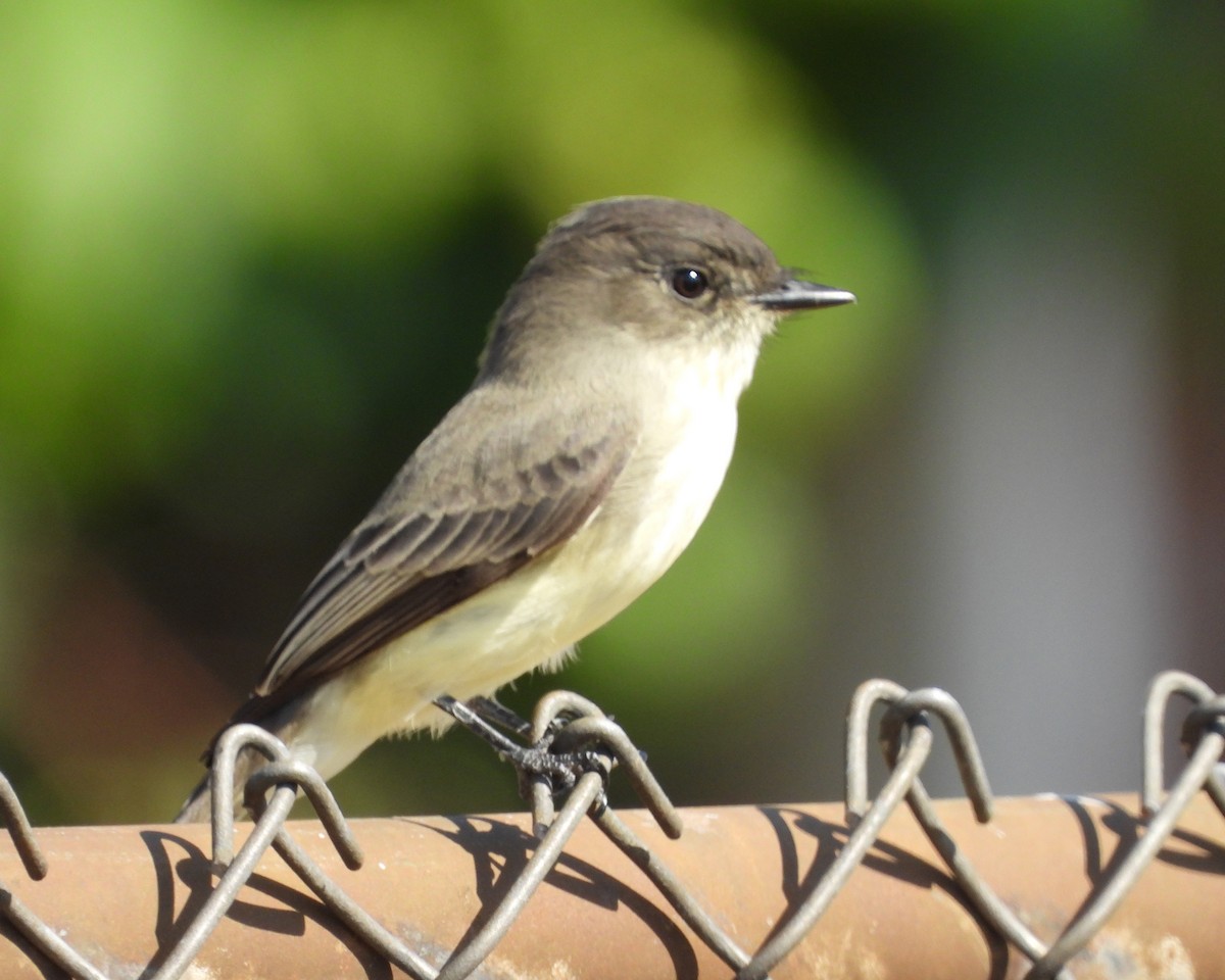 Eastern Phoebe - ML624137351